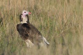 Sęp białogłowy - Trigonoceps occipitalis - White-headed Vulture