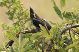 Kukułka żałobna - Clamator levaillantii - Levaillant's Cuckoo