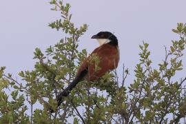 Kukal miedzianosterny - Centropus cupreicaudus - Coppery-tailed Coucal