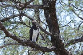 Wojownik zbrojny - Polemaetus bellicosus - Martial Eagle