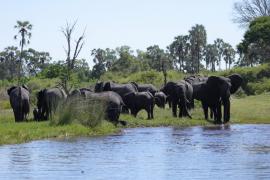 Słonie nad Okawango