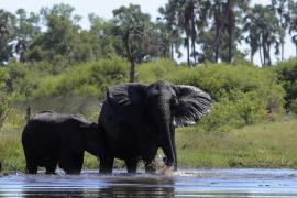 Słonie nad Okawango