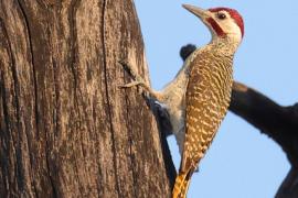 Dzięciolik akacjowy - Campethera bennettii - Bennett's Woodpecker