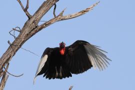 Dzioboróg kafryjski - Bucorvus leadbeateri - Southern Ground Hornbill