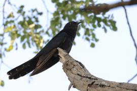 Kukułka czarna - Cuculus clamosus - Black Cuckoo
