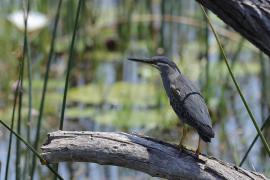 Czapla zielonawa - Butorides striata - Striated Heron