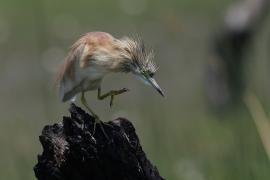 Czapla modronosa - Ardeola ralloides - Squacco Heron