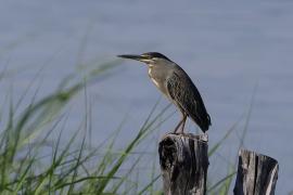 Czapla zielonawa - Butorides striata - Striated Heron