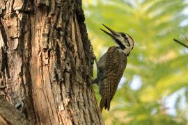 Dzięcioł sawannowy - Chloropicus namaquus - Bearded Woodpecker