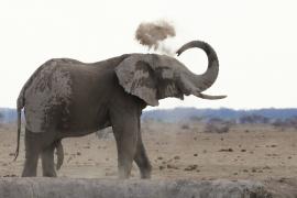 Słoń w Nxai Pan