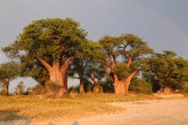 Baobaby pod którymi obozował Livingstone