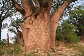 Baobaby pod którymi obozował Livingstone
