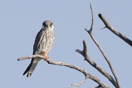 Kobczyk amurski - Falco amurensis - Amur Falcon