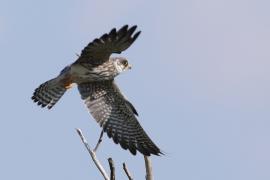 Kobczyk amurski - Falco amurensis - Amur Falcon