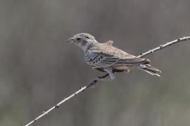 Pustynka białołbista - Eremopterix verticalis - Grey-backed Sparrow-Lark
