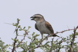 Wróbel rdzawy - Passer motitensis - Great Sparrow
