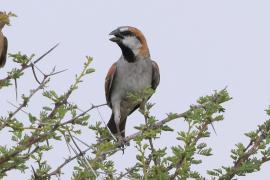 Wróbel rdzawy -  Passer motitensis - Great Sparrow