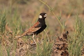 Pustynka białoucha - Eremopterix leucotis - Chestnut-backed Sparrow-Lark