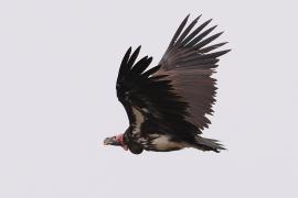 Sęp uszaty - Torgos tracheliotos - Lappet-faced Vulture