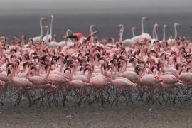 Flaming mały - Phoeniconaias minor - Lesser Flamingo