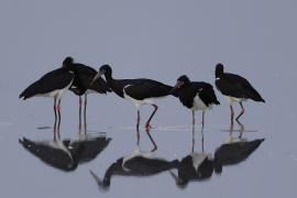 Bocian białobrzuchy - Ciconia abdimii - Abdim's Stork