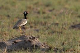 Botswana i Zambia - ptaki - część 2 - Botswana and Zambia - birds - part 2