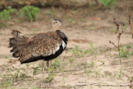 Dropik rdzawoczuby - Lophotis ruficrista - Red-crested korhaan