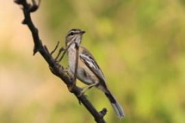 Drozdówka białosterna - Cercotrichas quadrivirgata - Bearded Scrub-Robin