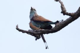 Kraska flagosterna - Coracias spatulatus - Racket-tailed Roller