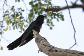 Kukułka czarna - Cuculus clamosus - Black Cuckoo