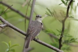 Muchołówka popielata - Muscicapa caerulescens - Ashy Flycatcher