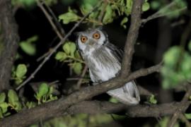Szlarogłówka południowa - Ptilopsis granti - Southern White-faced Owl
