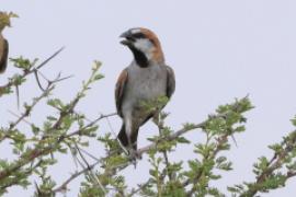 Wróbel rdzawy - Passer motitensis - Great Sparrow