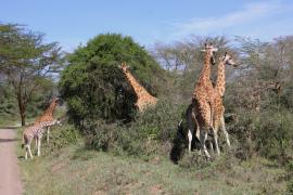 Żyrafa siatkowana - Giraffa reticulata - Reticulated giraffe