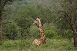 Żyrafa południowa - Giraffa giraffa - Southern giraffe