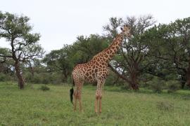 Żyrafa południowa - Giraffa giraffa - Southern giraffe