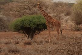 Żyrafa masajska - Giraffa tippelskirchi - Masai giraffe