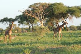 Żyrafa masajska - Giraffa tippelskirchi - Masai giraffe