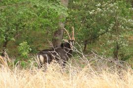 Antylopowiec szablorogi - Hippotragus niger - Sable antelope