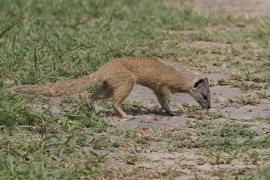 Mangustolisek afrykański - Cynictis penicillata - Yellow Mongoose