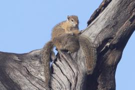 Zaroślarka akacjowa - Paraxerus cepapi - Smith's bush squirrel