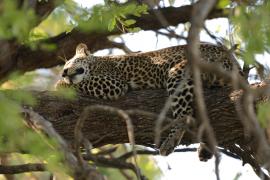 Lampart plamisty - Panthera pardus - Leopard 
