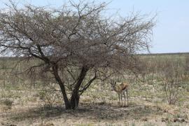Skocznik antylopi - Antidorcas marsupialis - Springbok