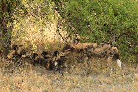 Likaon pstry - Lycaon pictus - African Wild Dog