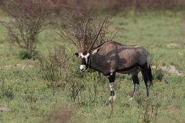 Oryks południowy - Oryx gazella - Gemsbok