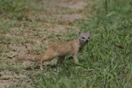 Mangustolisek afrykański - Cynictis penicillata - Yellow Mongoose