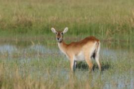 Kob moczarowy - Kobus leche - Southern Lechwe