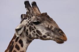 Żyrafa siatkowana - Giraffa reticulata - Reticulated giraffe