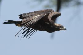 Orzel stepowy, Steppe eagle, Aquila nipalensis 