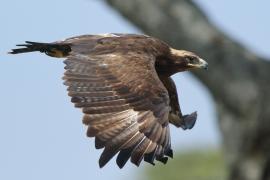 Orzel stepowy, Steppe eagle, Aquila nipalensis 